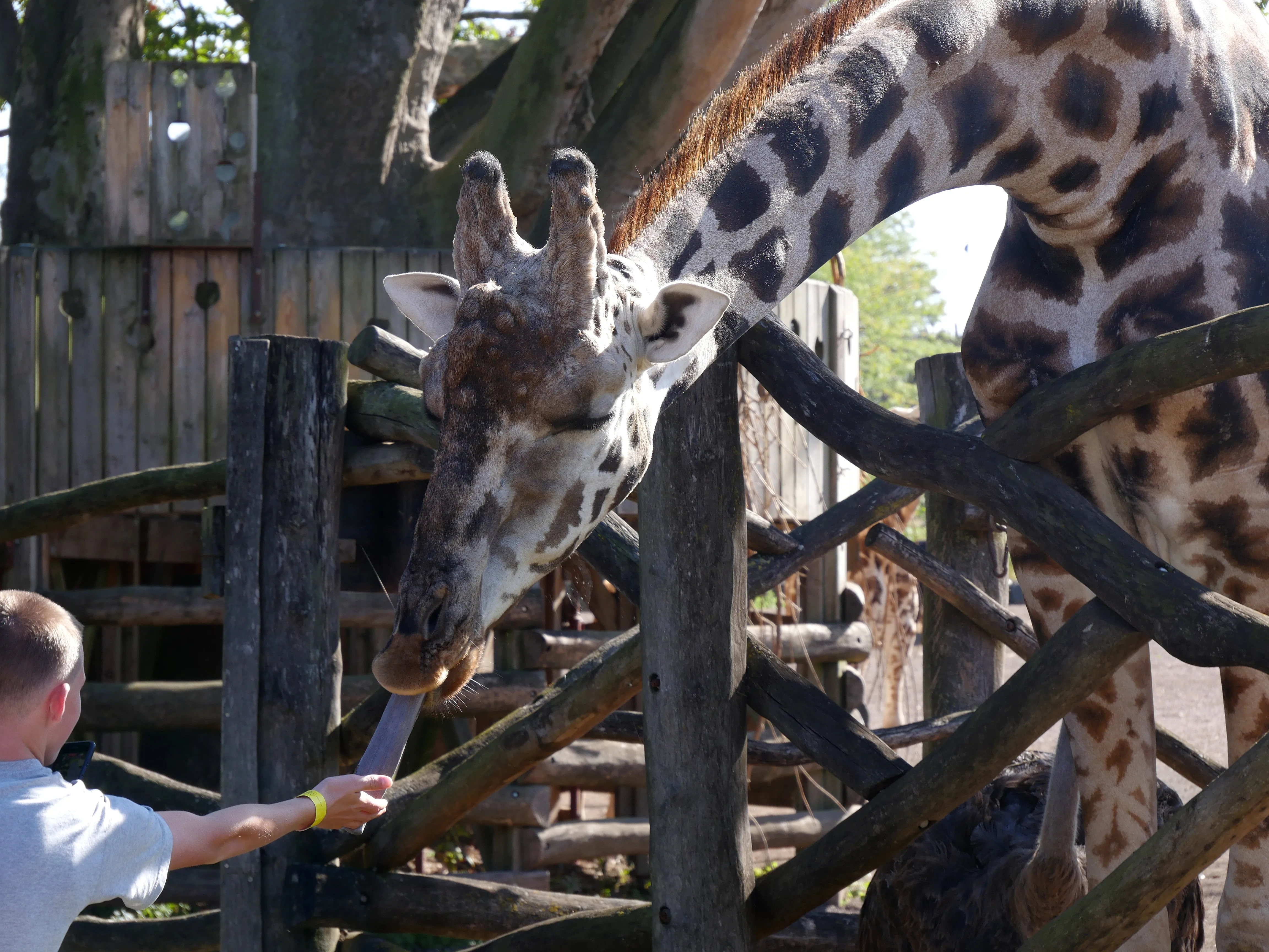 LES GIRAFES BIENTÔT DE RETOUR