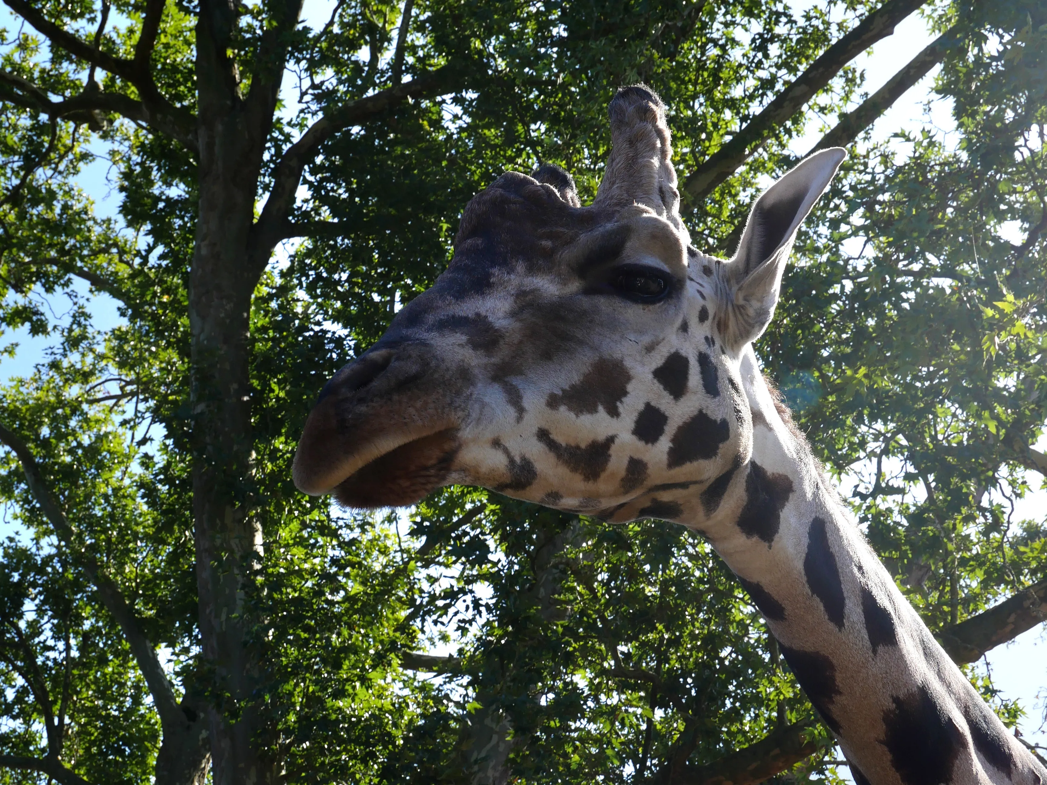 LES GIRAFES BIENTÔT DE RETOUR