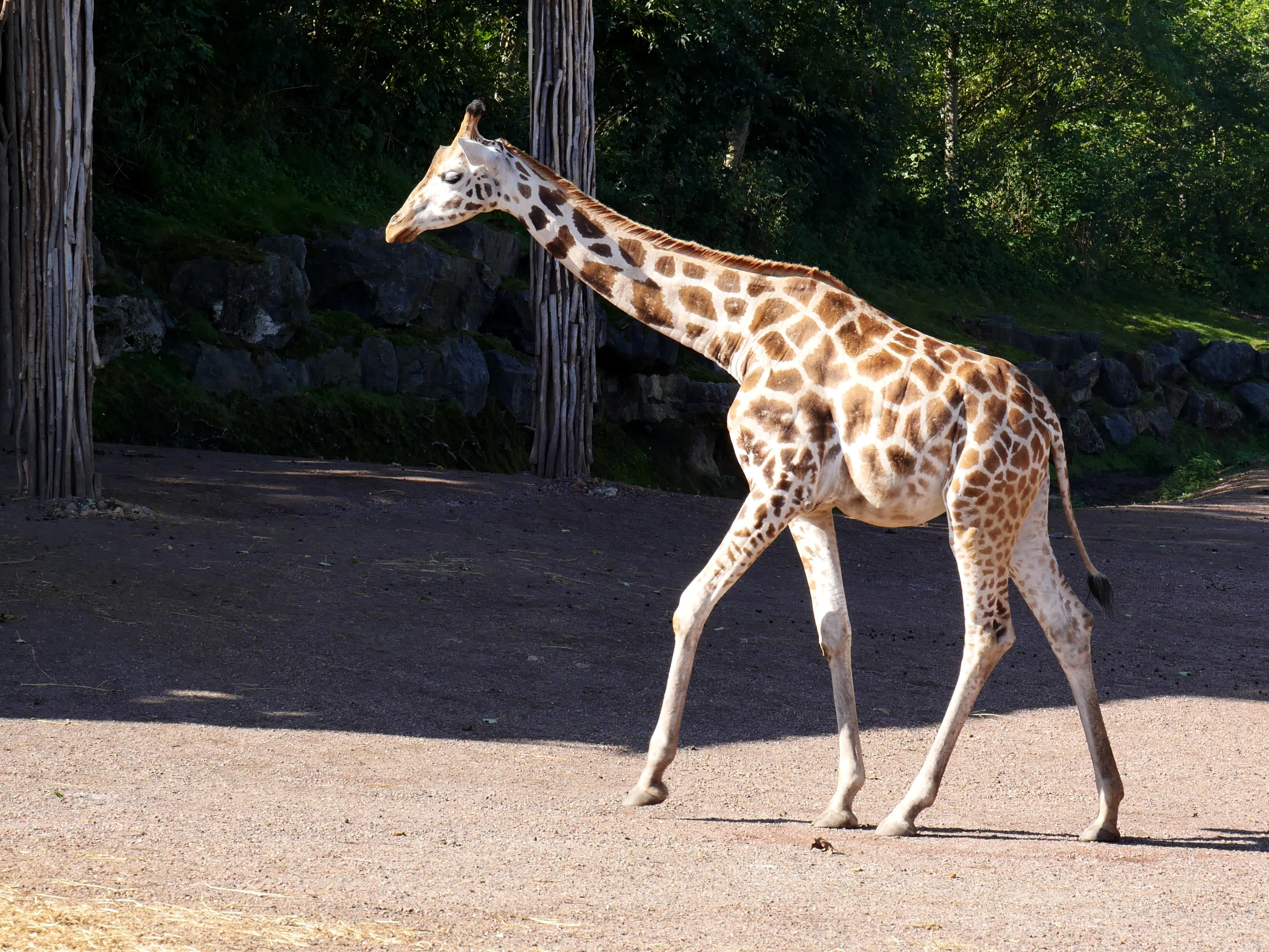 LES GIRAFES BIENTÔT DE RETOUR