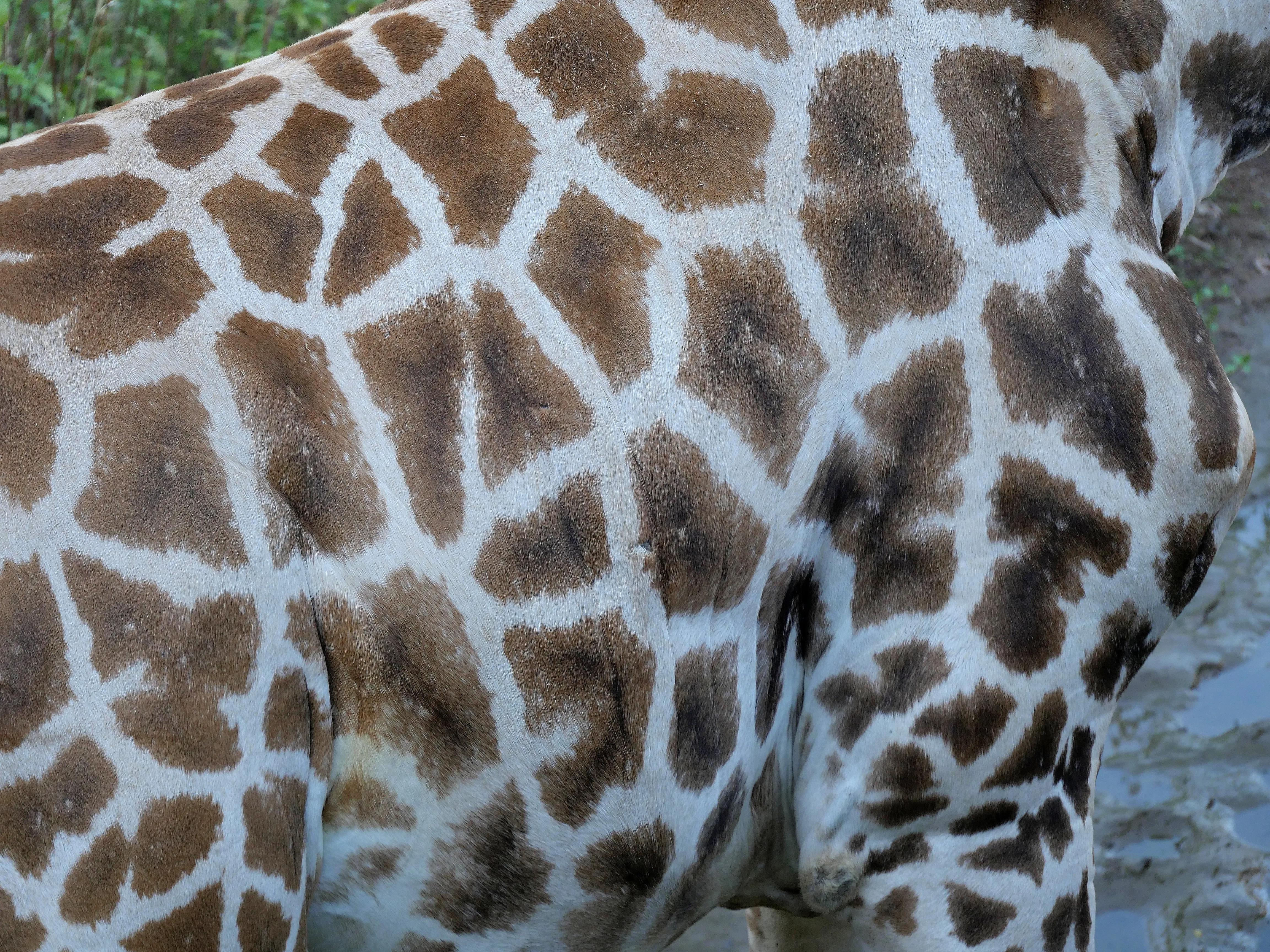 LES GIRAFES BIENTÔT DE RETOUR
