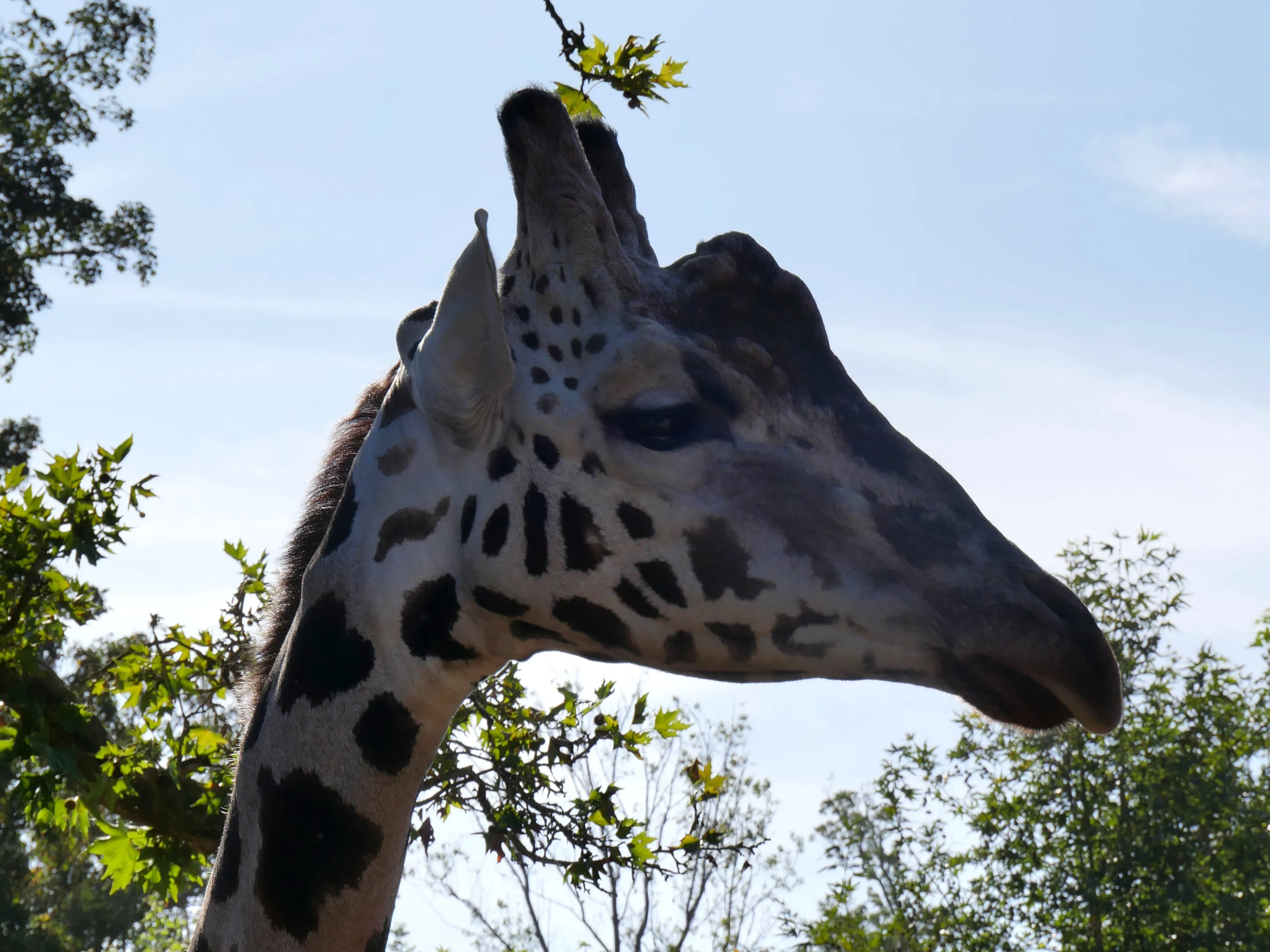 LES GIRAFES BIENTÔT DE RETOUR