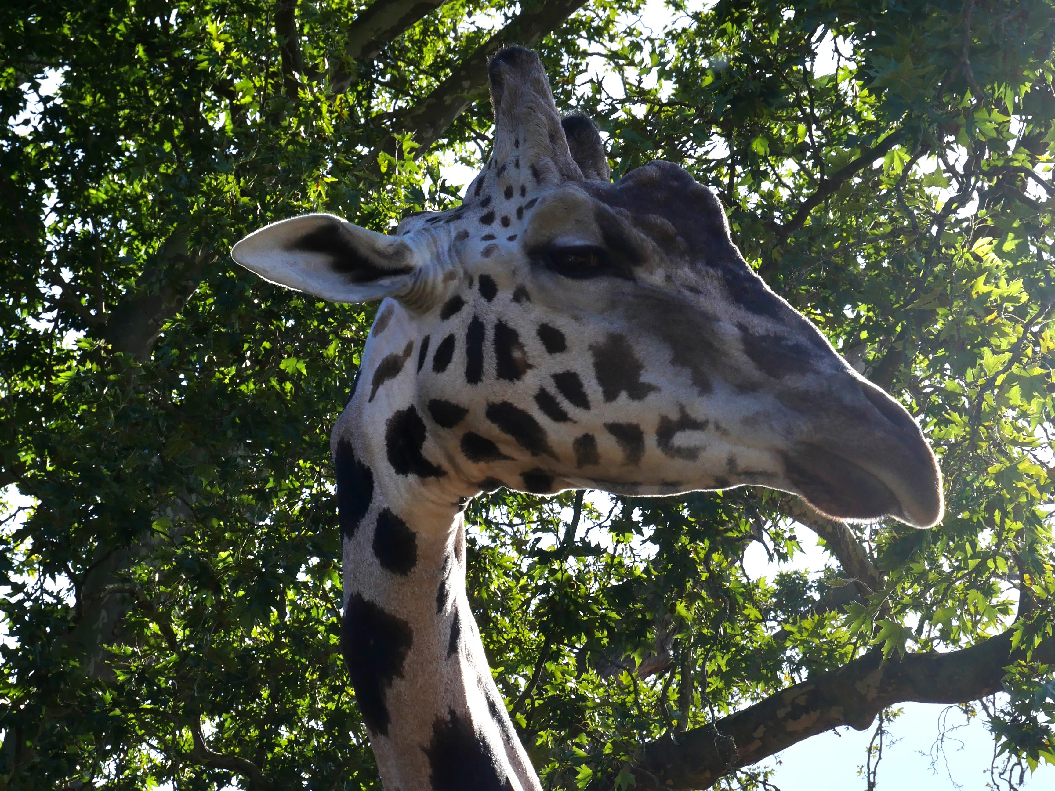 LES GIRAFES BIENTÔT DE RETOUR