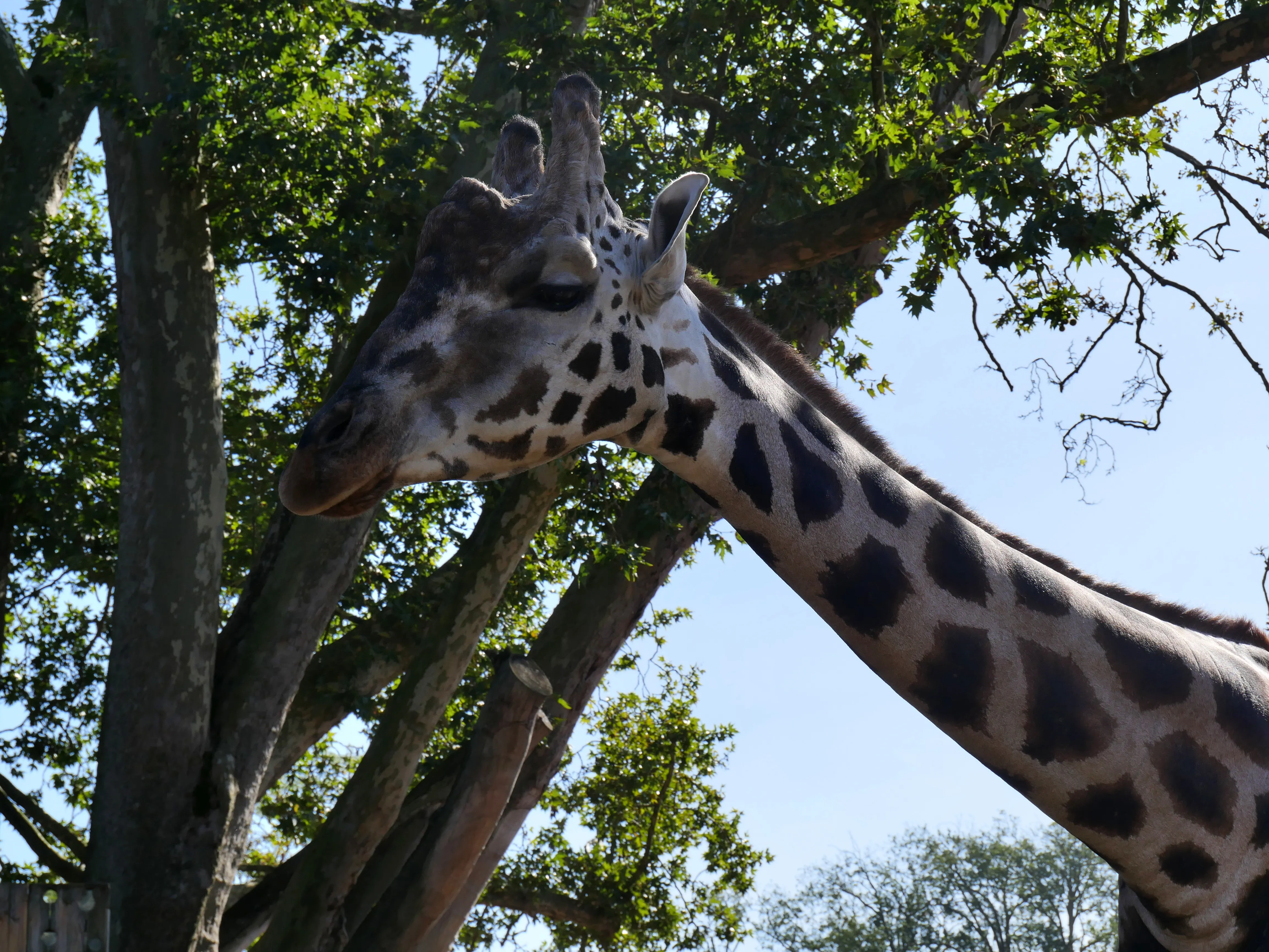 LES GIRAFES BIENTÔT DE RETOUR