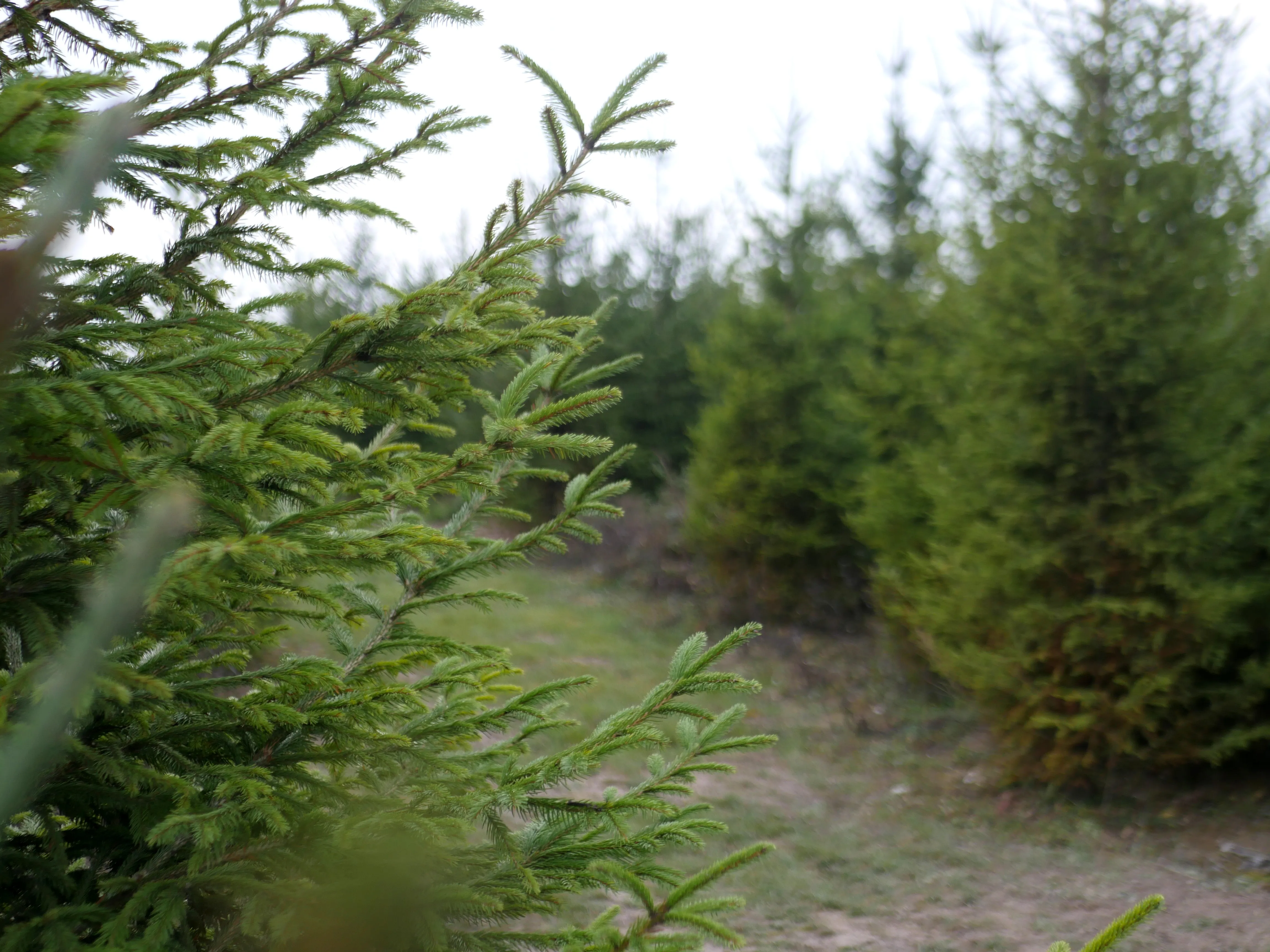 ÇA SENT BON LE SAPIN