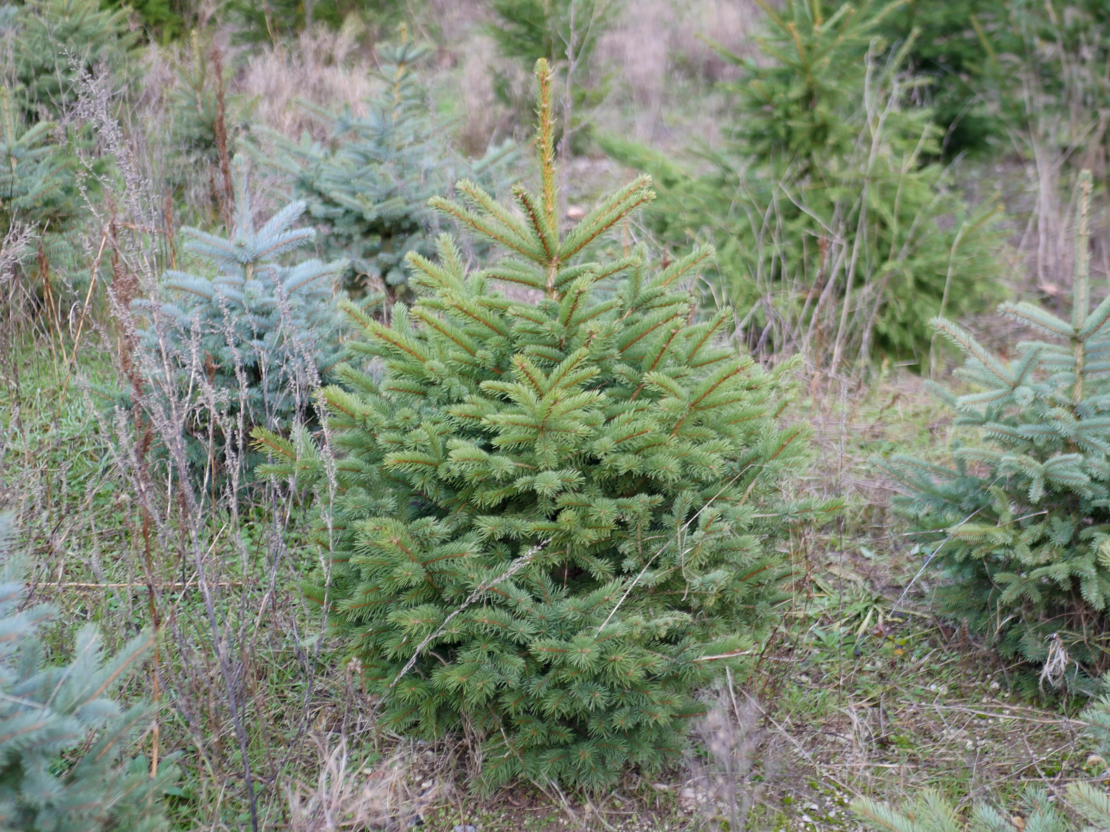 ÇA SENT BON LE SAPIN