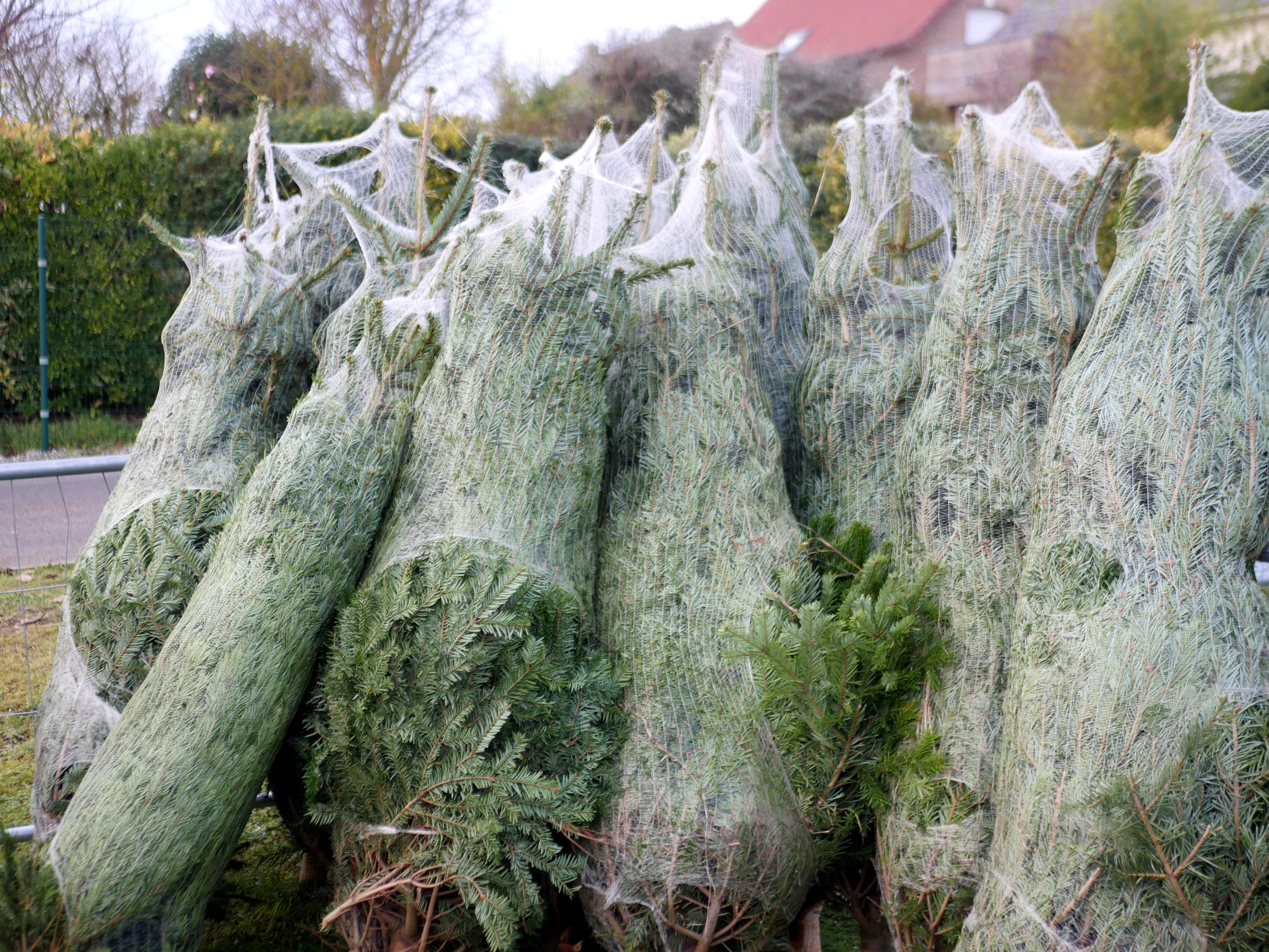 ÇA SENT BON LE SAPIN