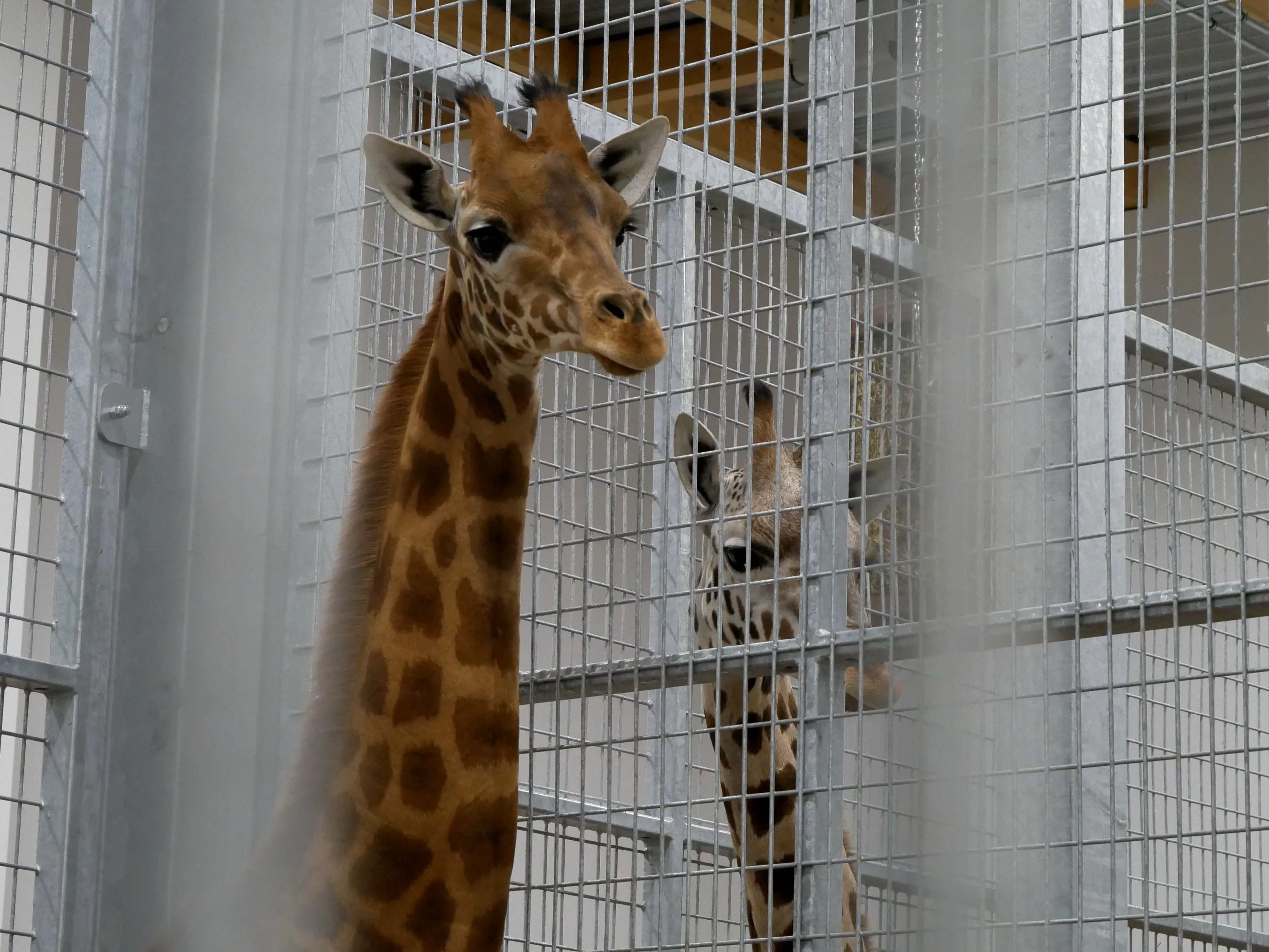 NOS BELLES GIRAFES SONT ARRIVÉES