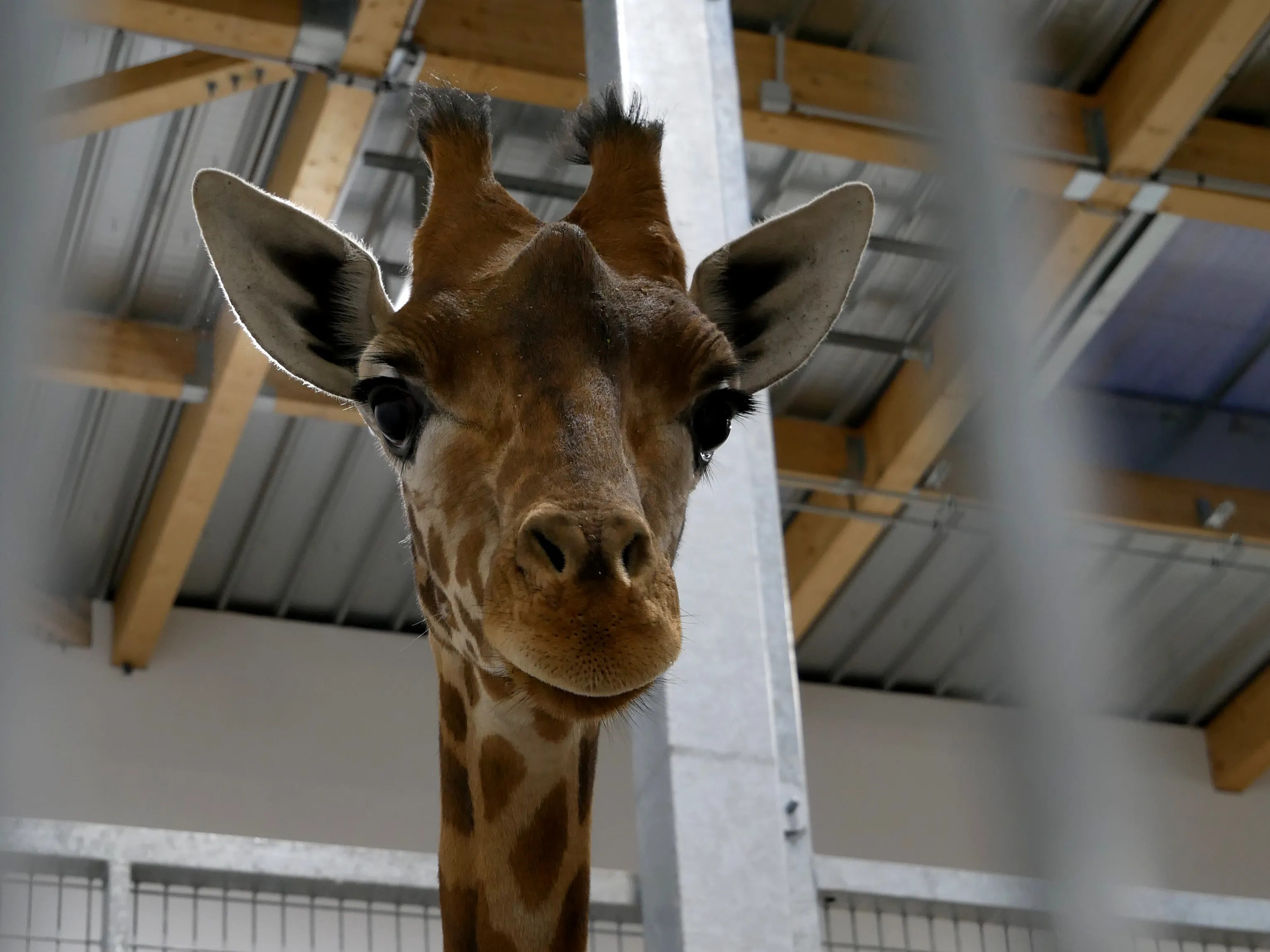 NOS BELLES GIRAFES SONT ARRIVÉES