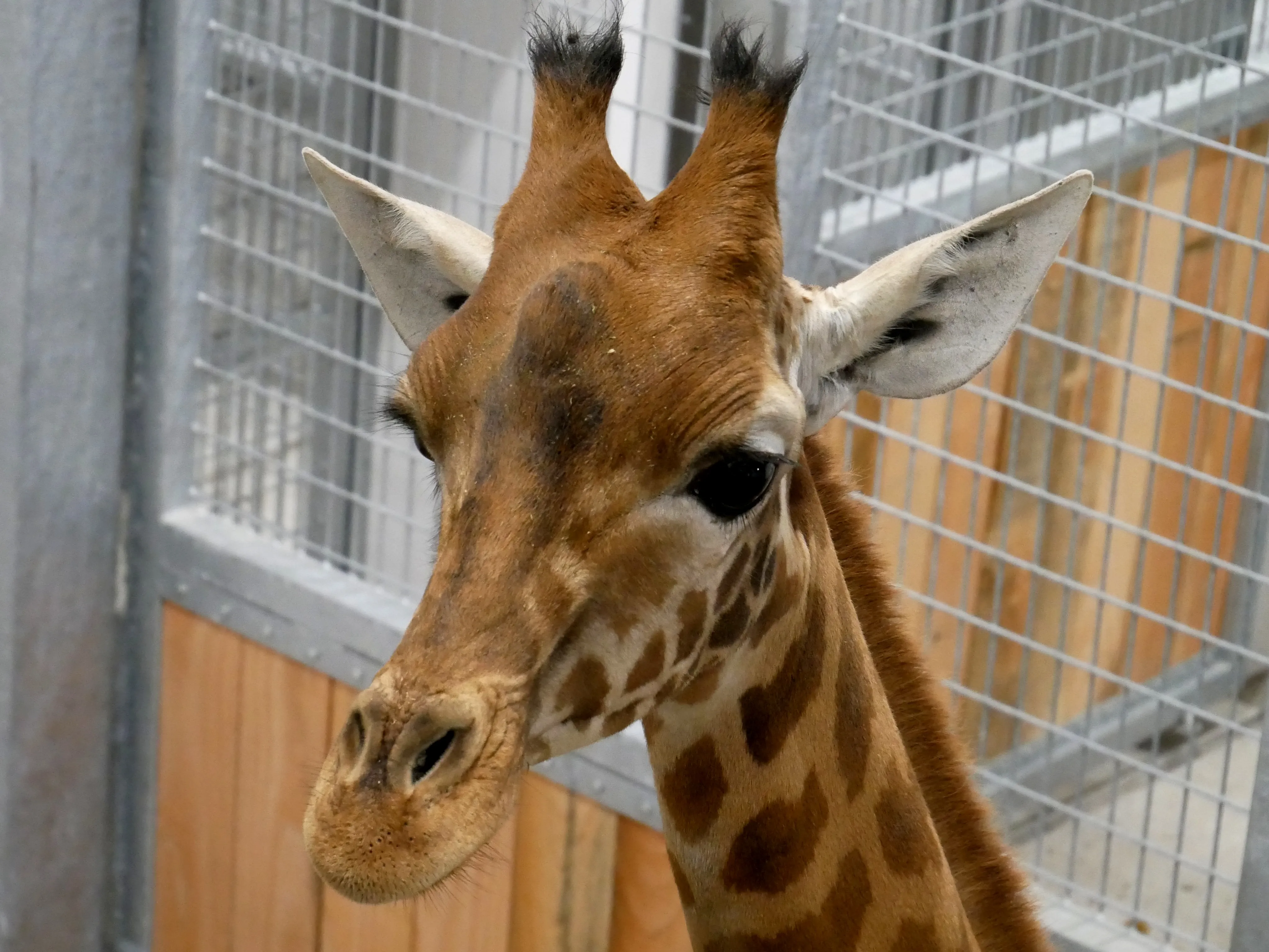 NOS BELLES GIRAFES SONT ARRIVÉES