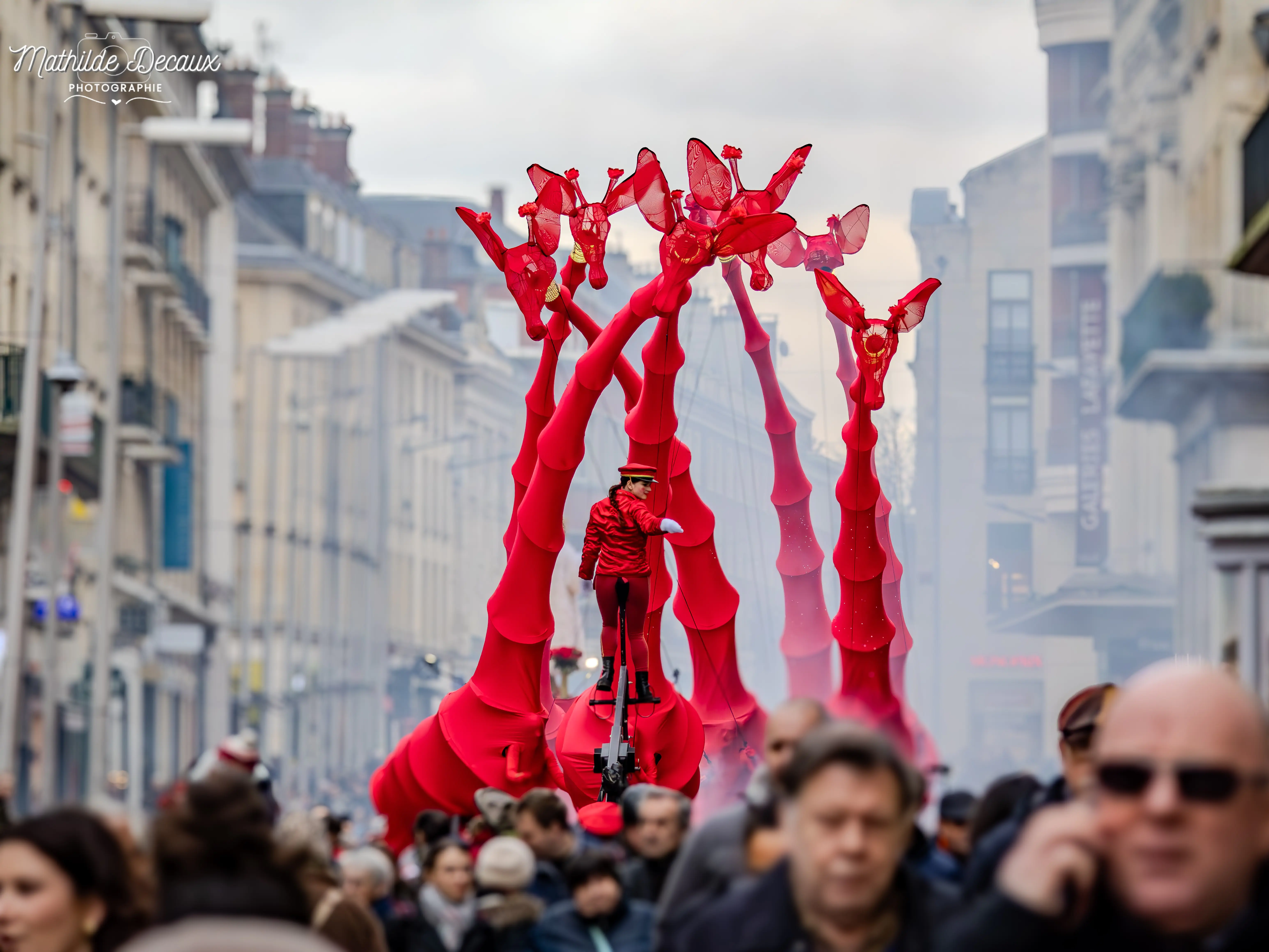 DES GIRAFES ONT ENVAHI AMIENS