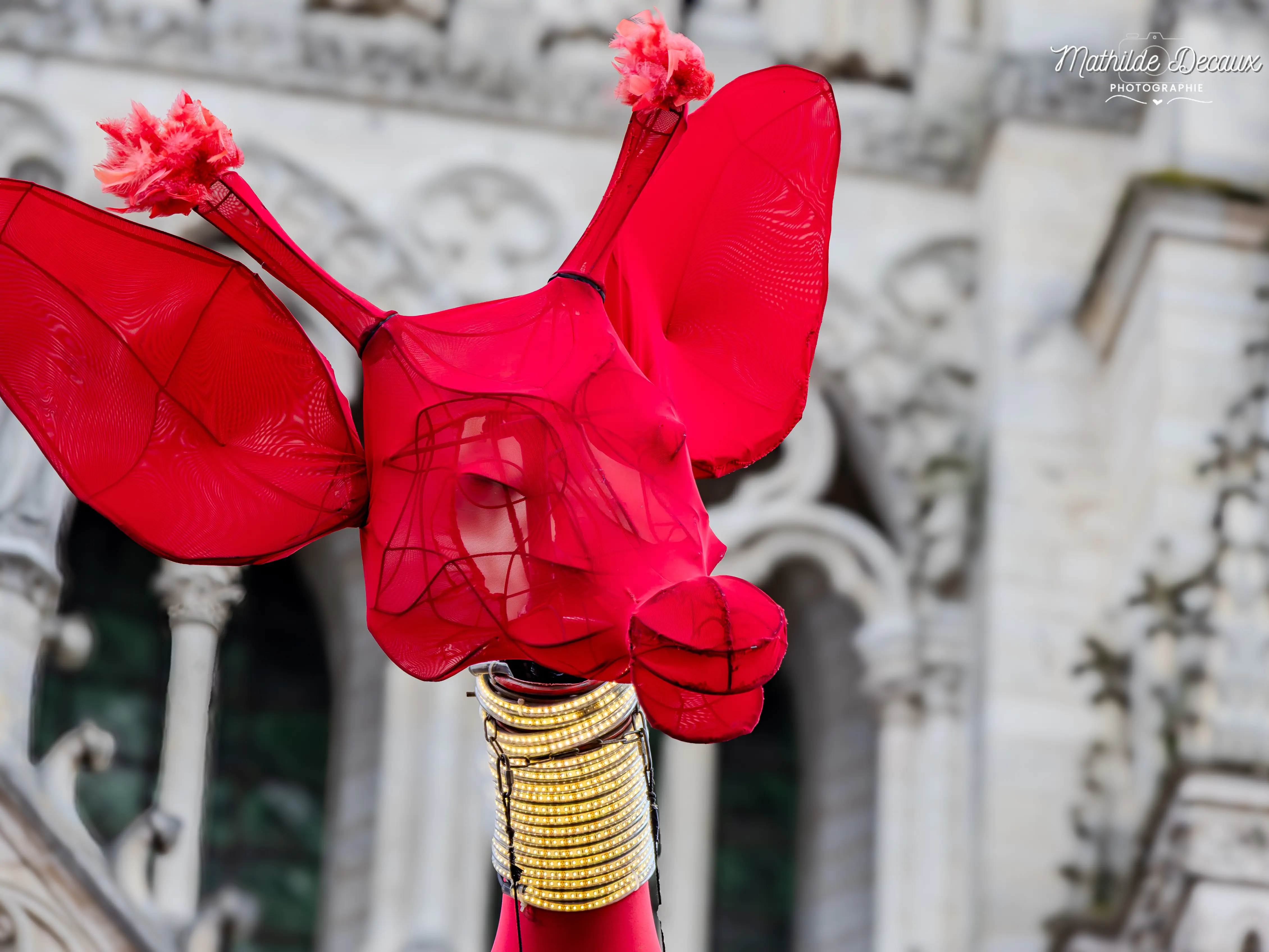 DES GIRAFES ONT ENVAHI AMIENS