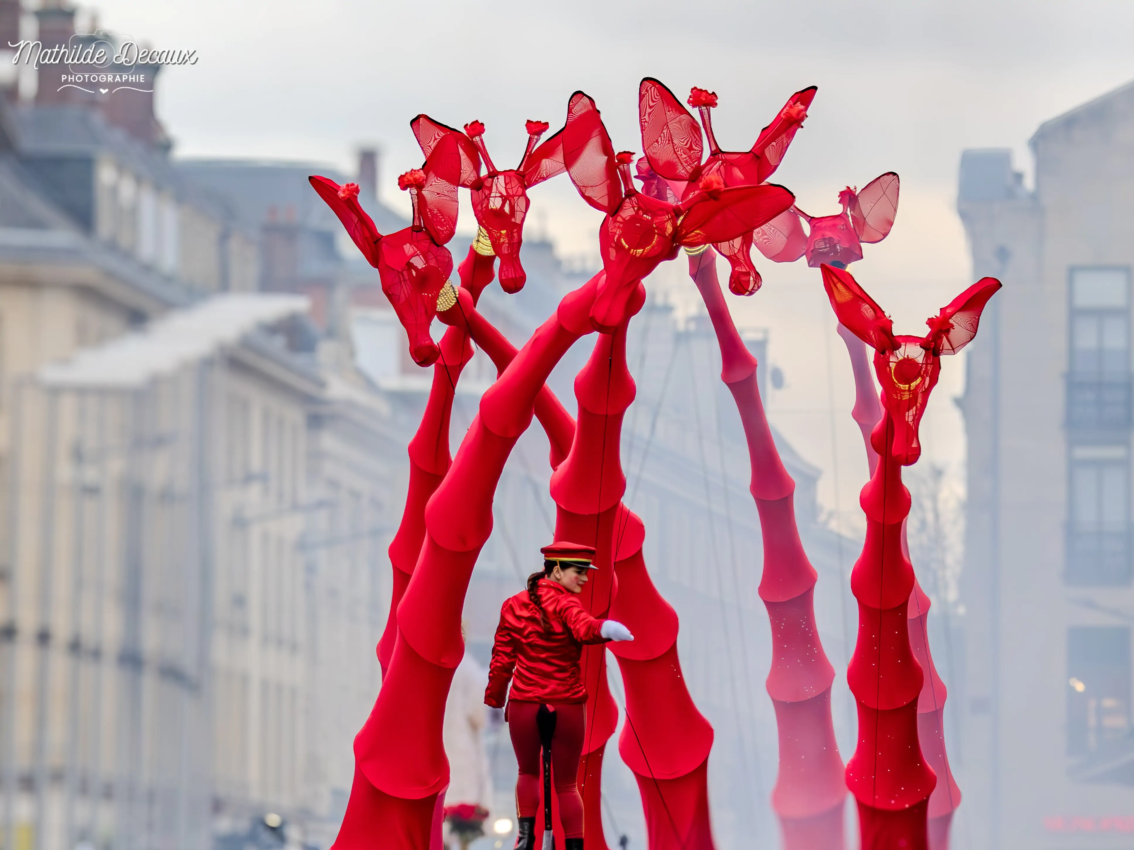 DES GIRAFES ONT ENVAHI AMIENS