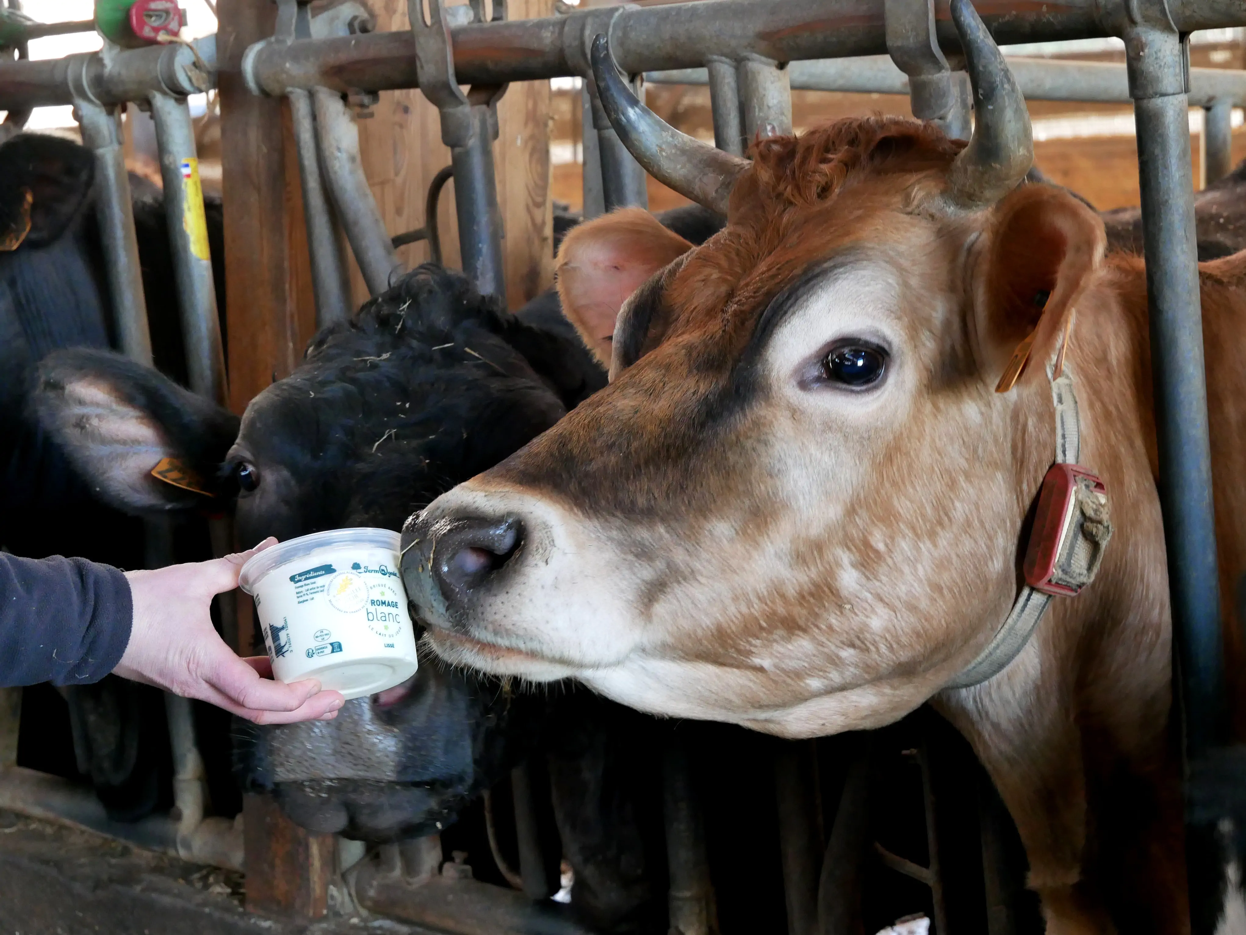 MÉDAILLE D’OR POUR FERMÔGOUT
