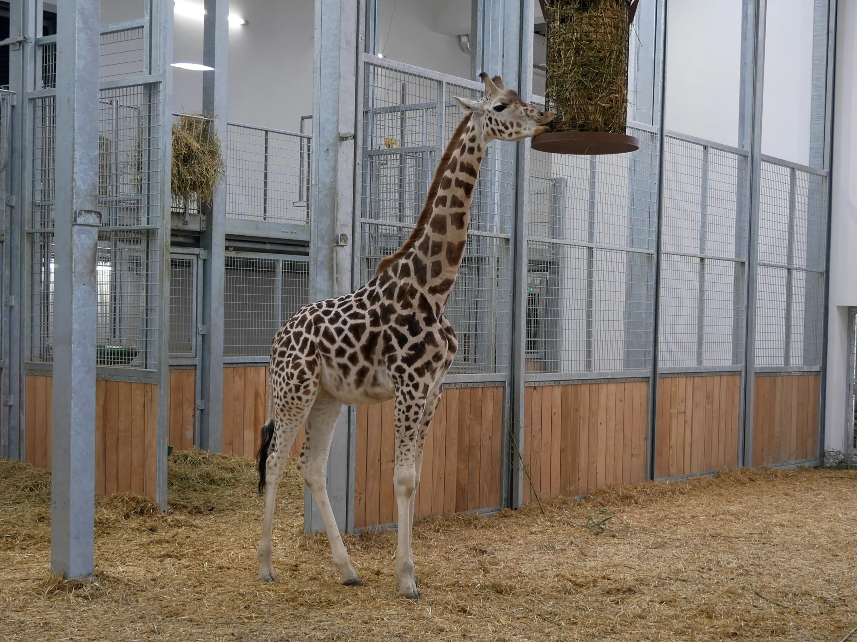 TOUS ENSEMBLE DANS LA SAVANE