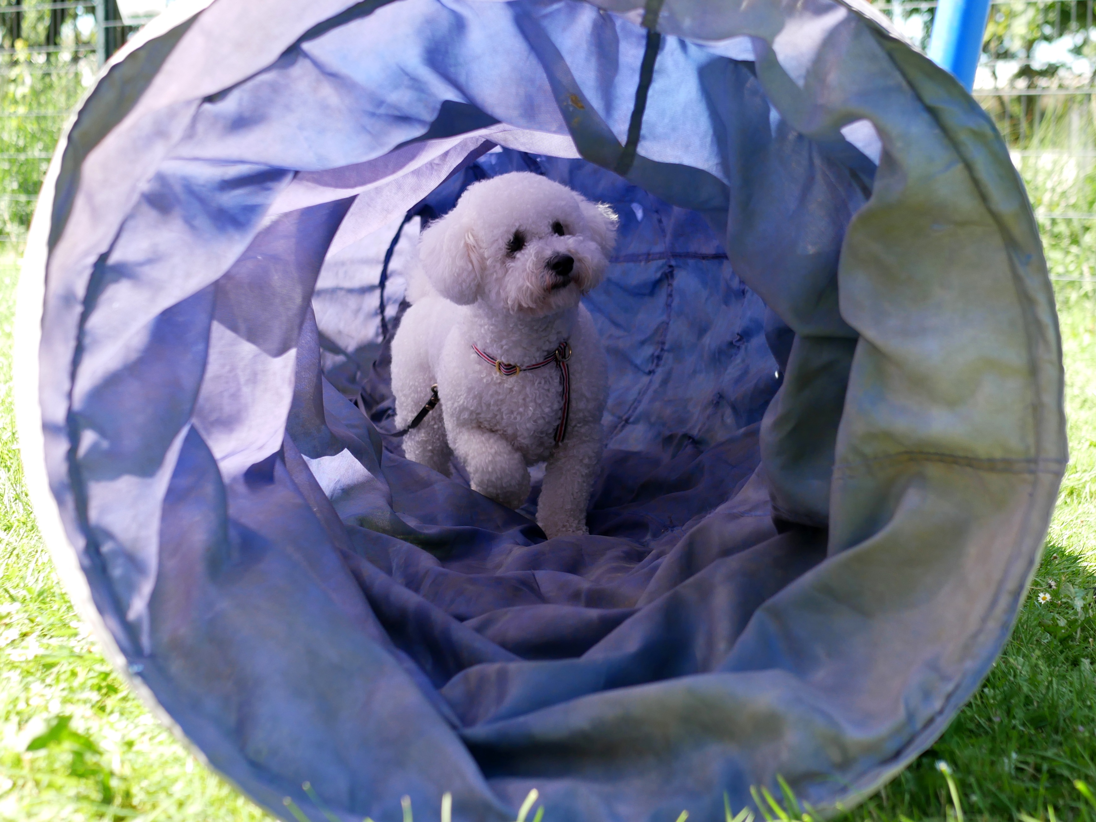 LA KERMESSE CANINE DE TOM&CO