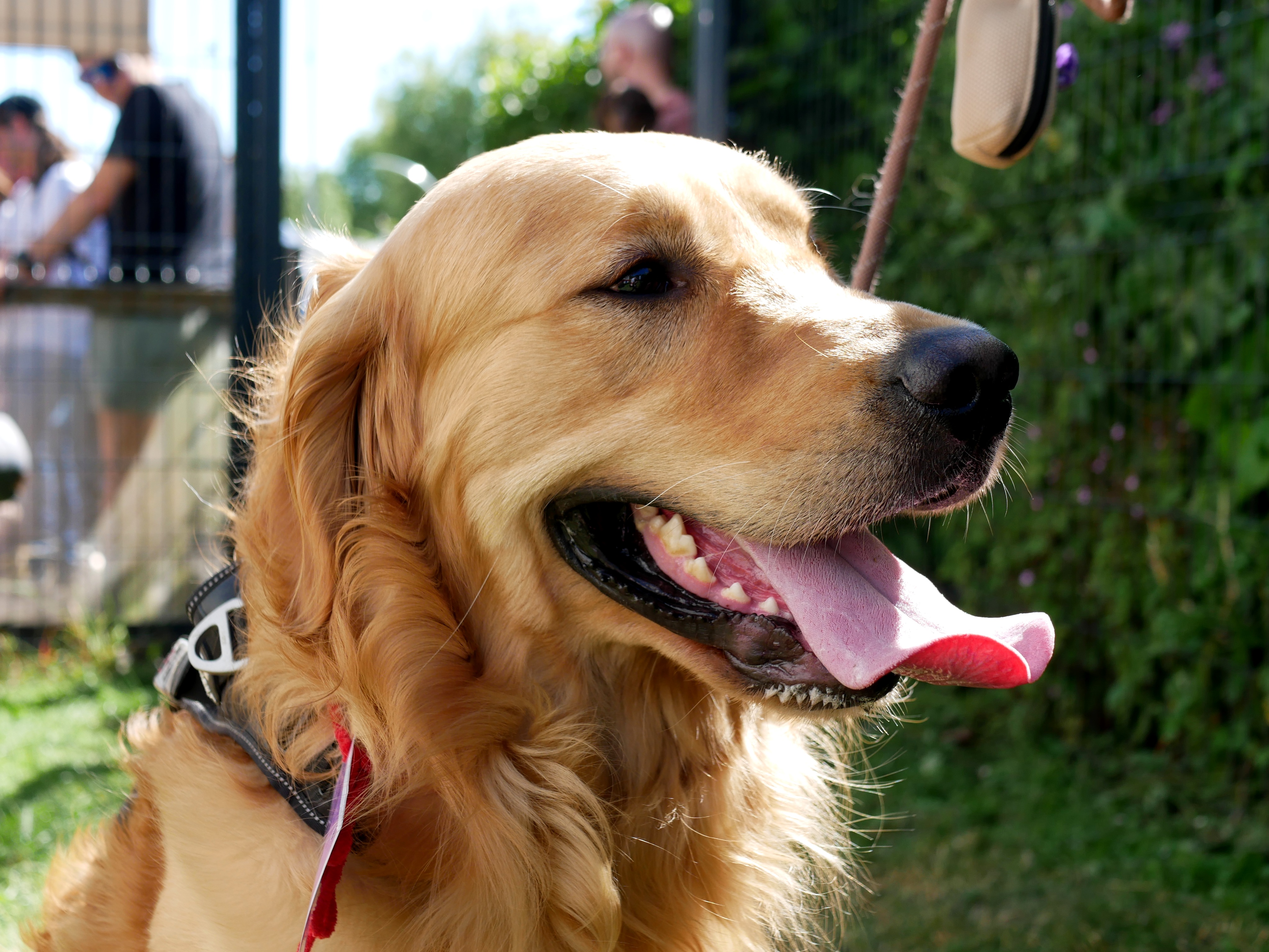 LA KERMESSE CANINE DE TOM&CO
