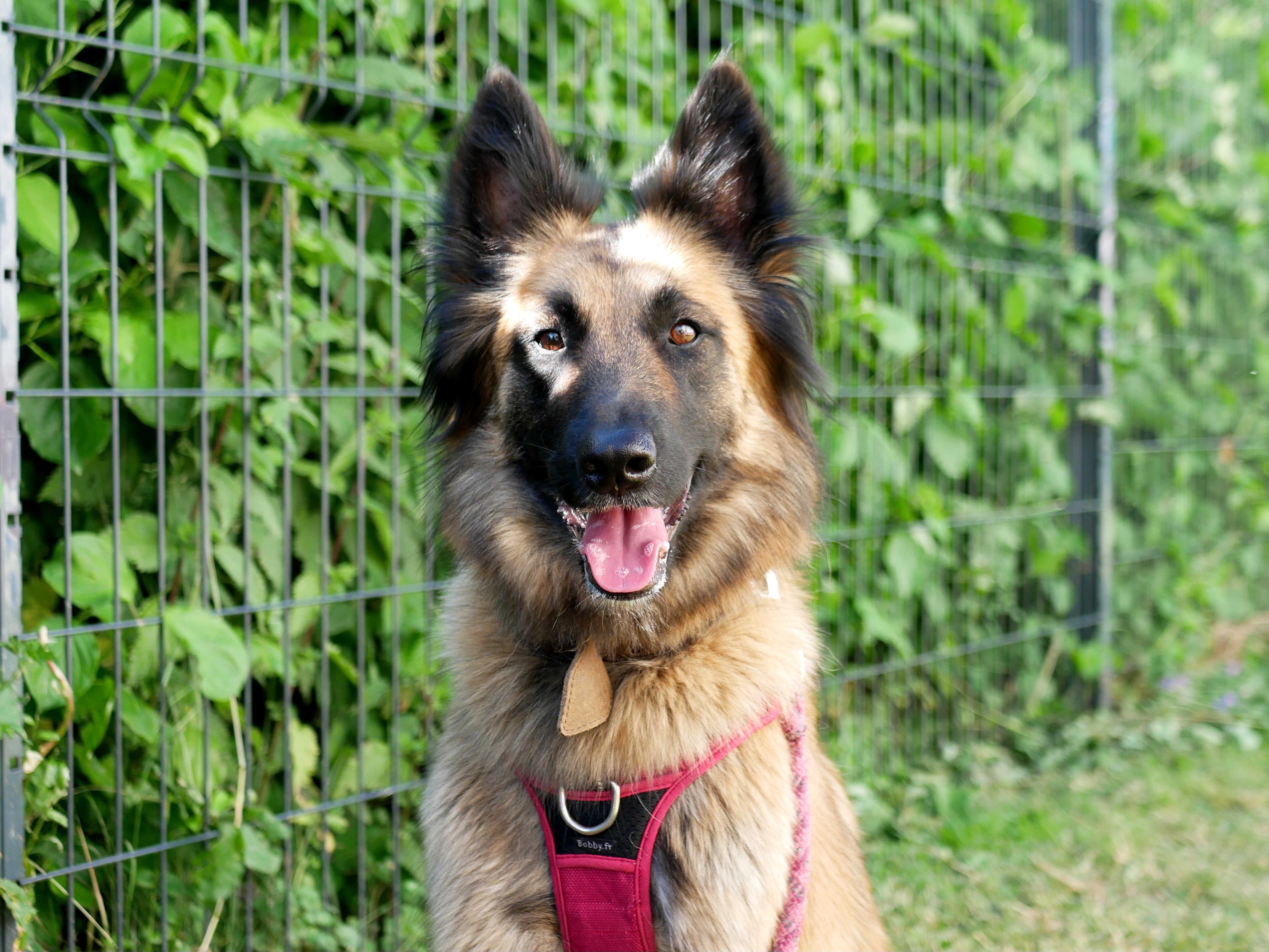LA KERMESSE CANINE DE TOM&CO