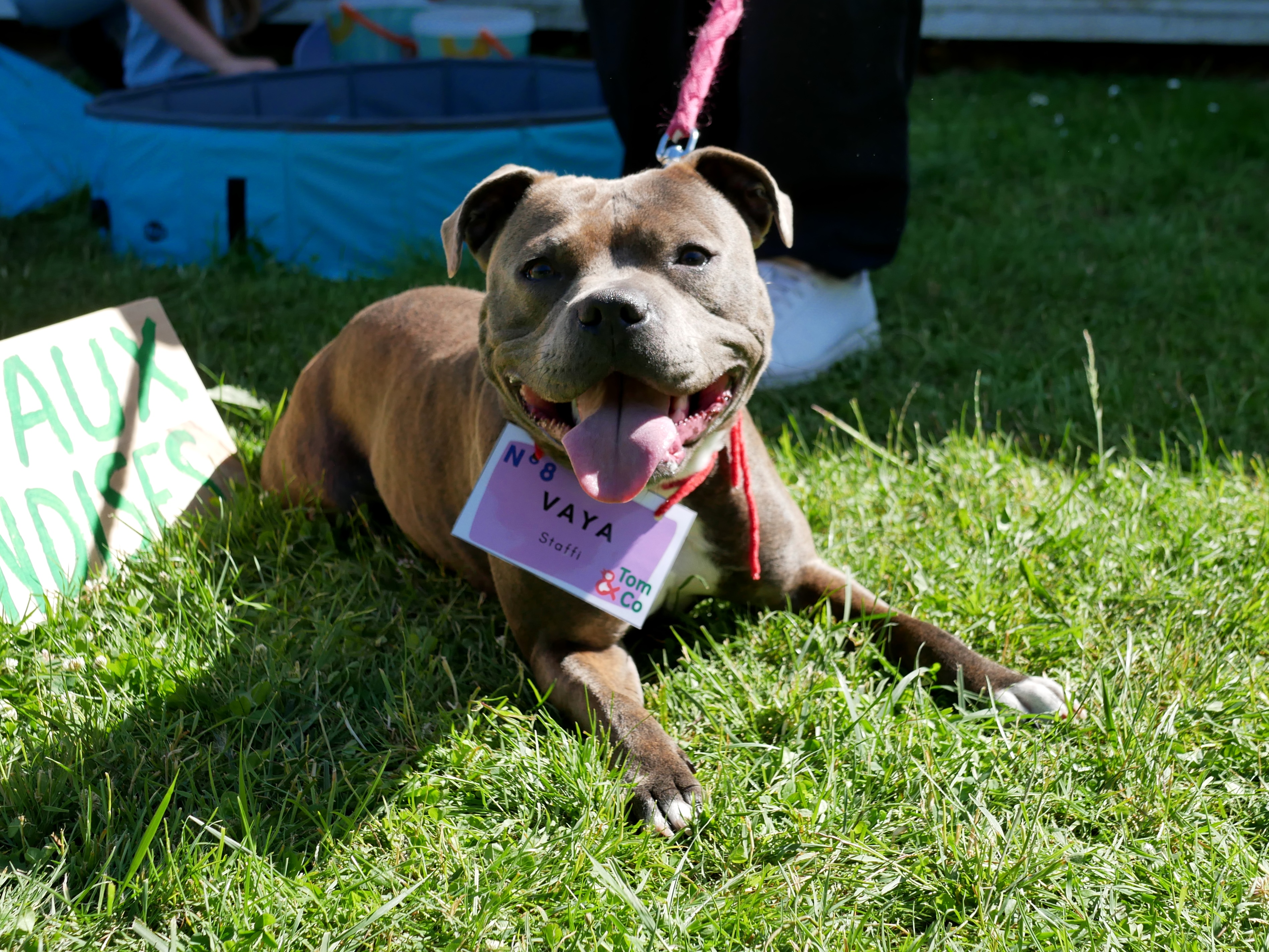 LA KERMESSE CANINE DE TOM&CO