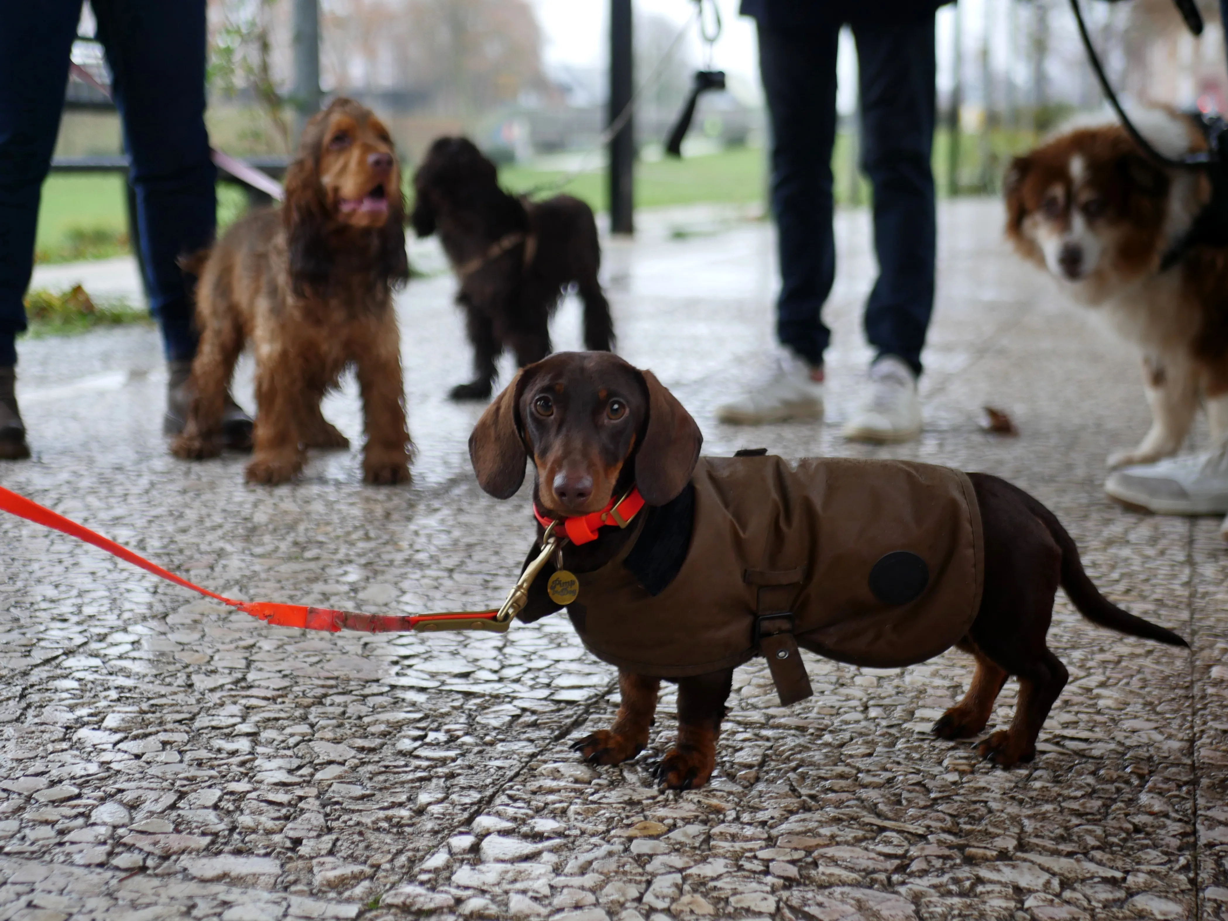 Le concept store canin amiénois qui réinvente l’univers des chiens