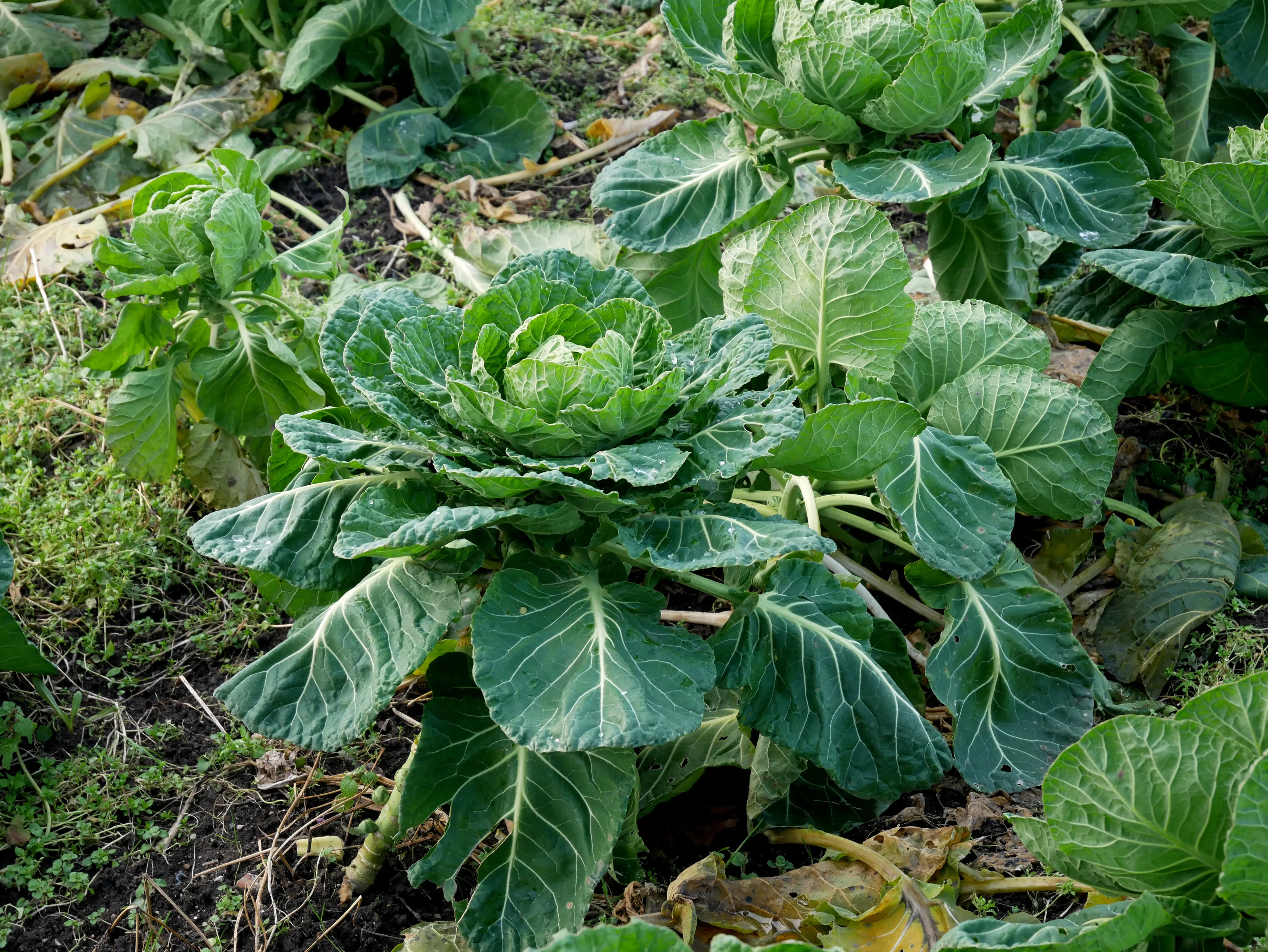 Une ferme locale engagée dans les Hortillonnages