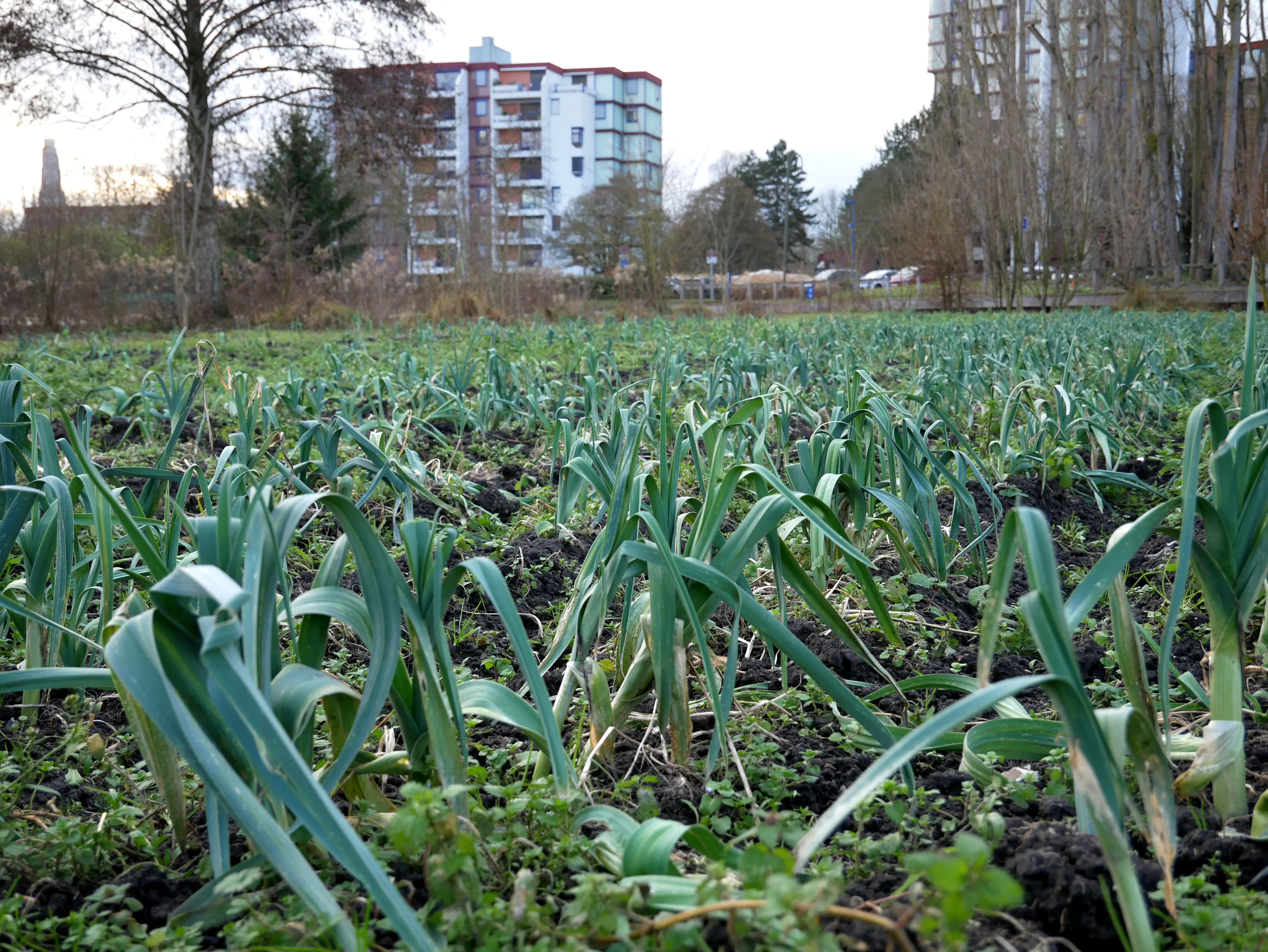 Une ferme locale engagée dans les Hortillonnages