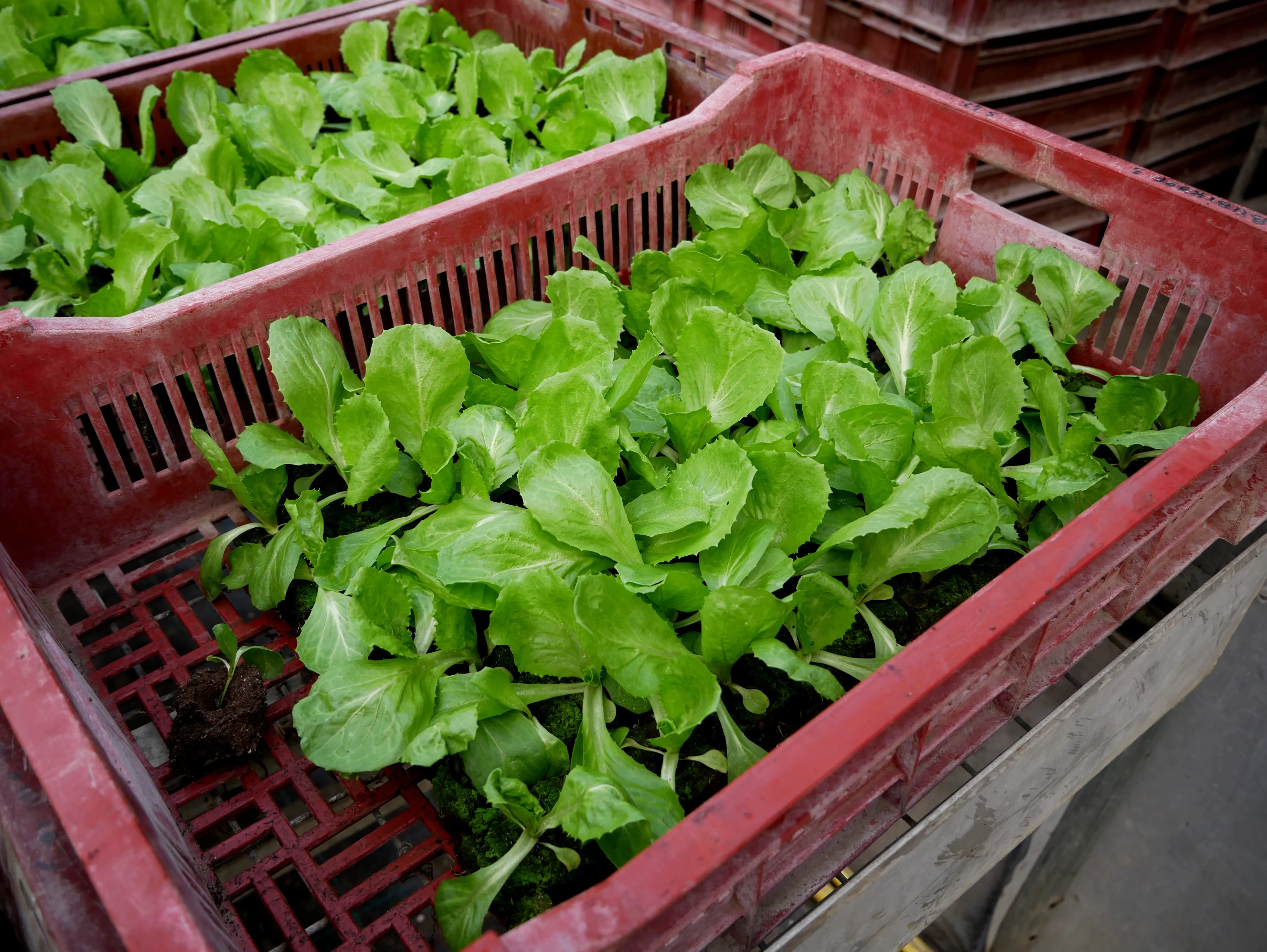Une ferme locale engagée dans les Hortillonnages