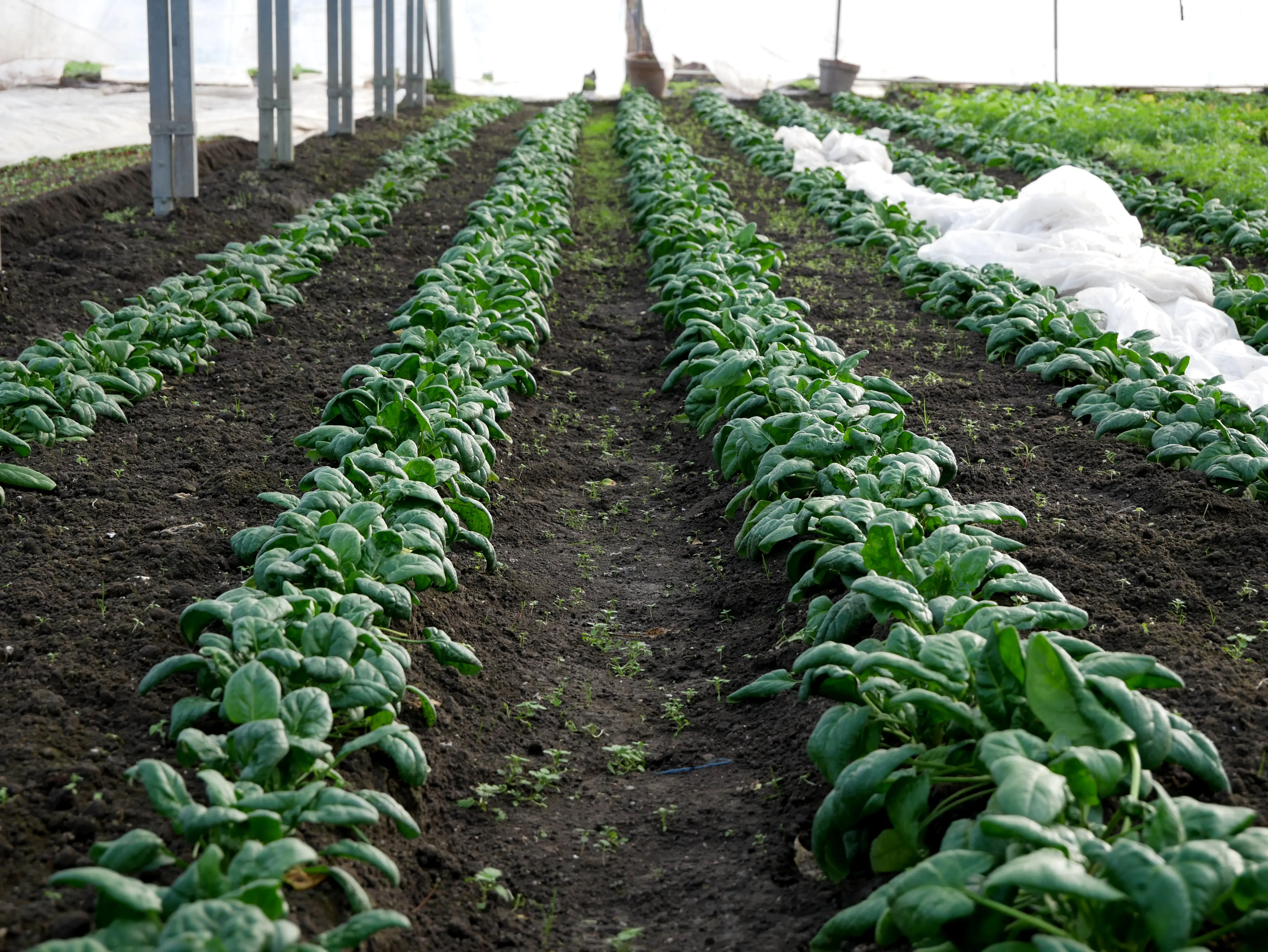 Une ferme locale engagée dans les Hortillonnages