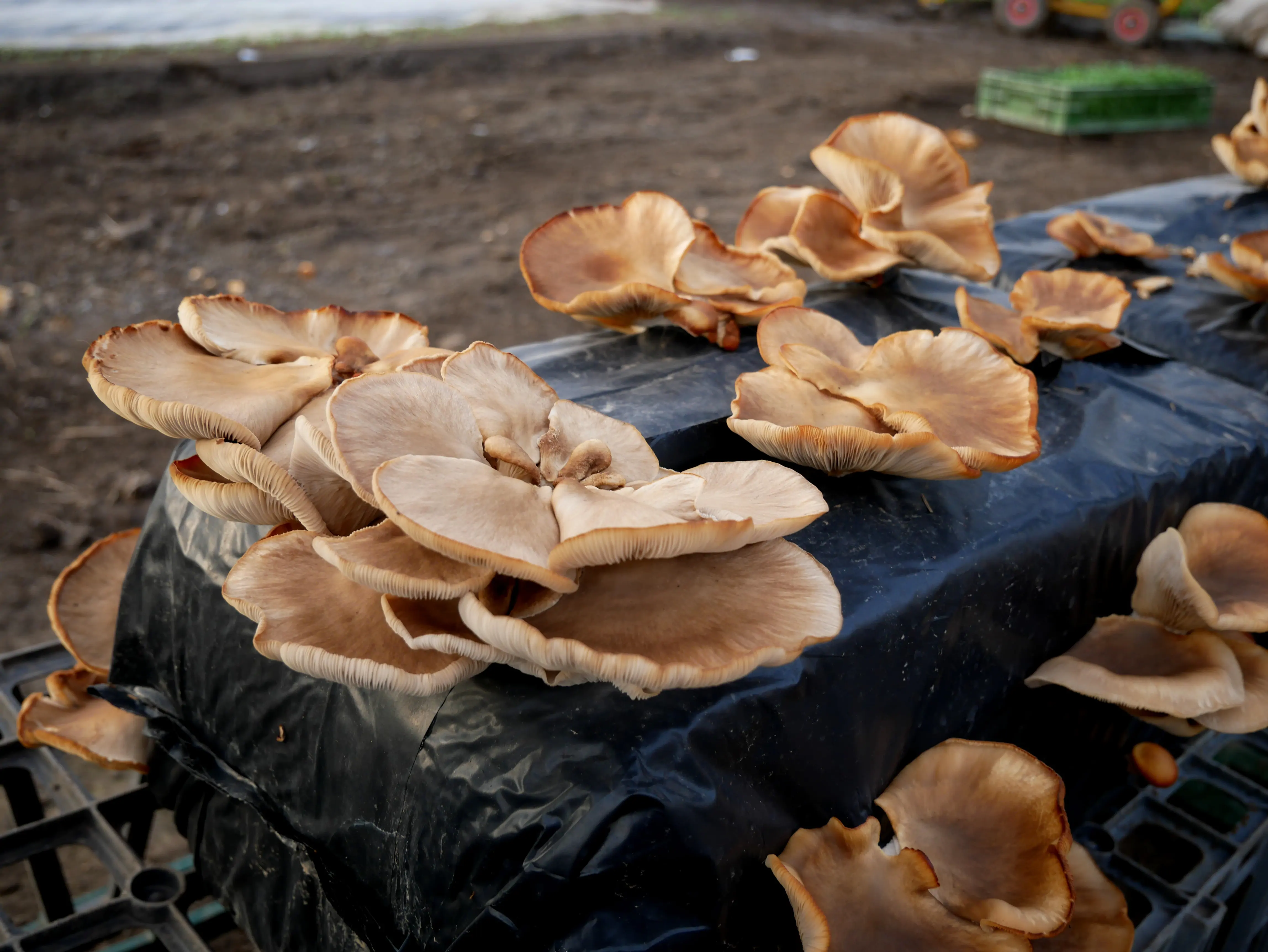 Une ferme locale engagée dans les Hortillonnages