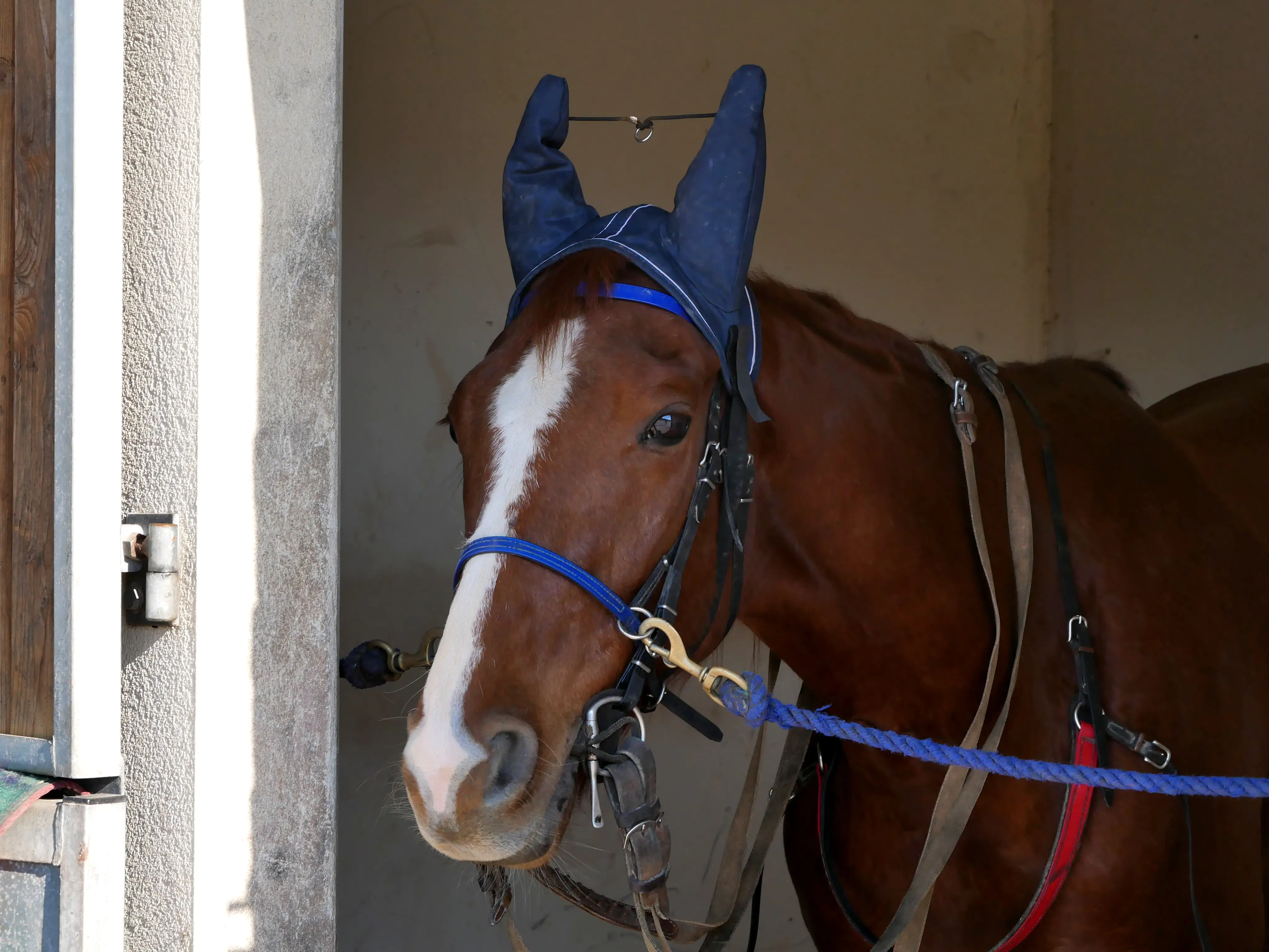 Quand la passion du trot fait vibrer la ville...