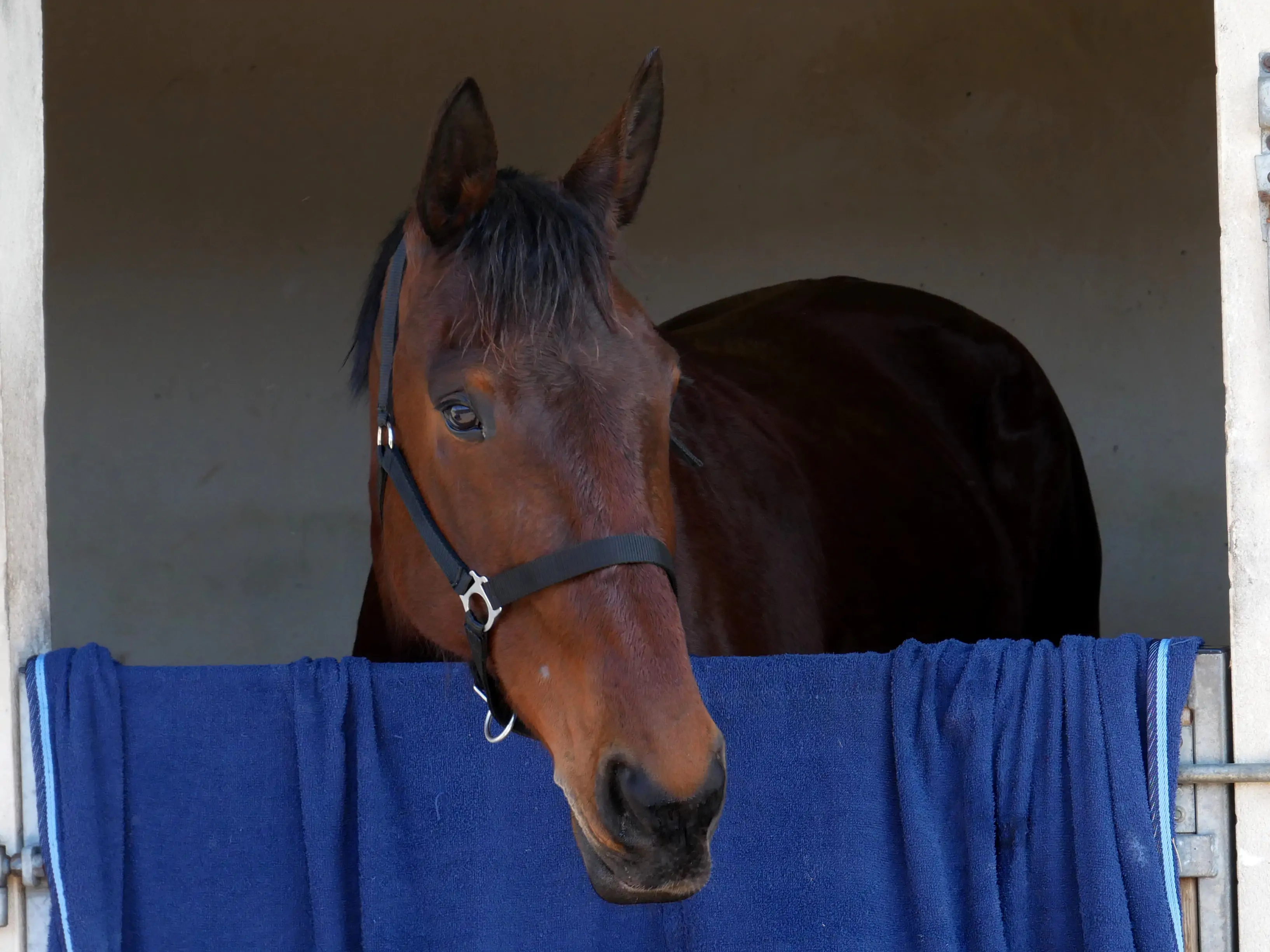 Quand la passion du trot fait vibrer la ville...