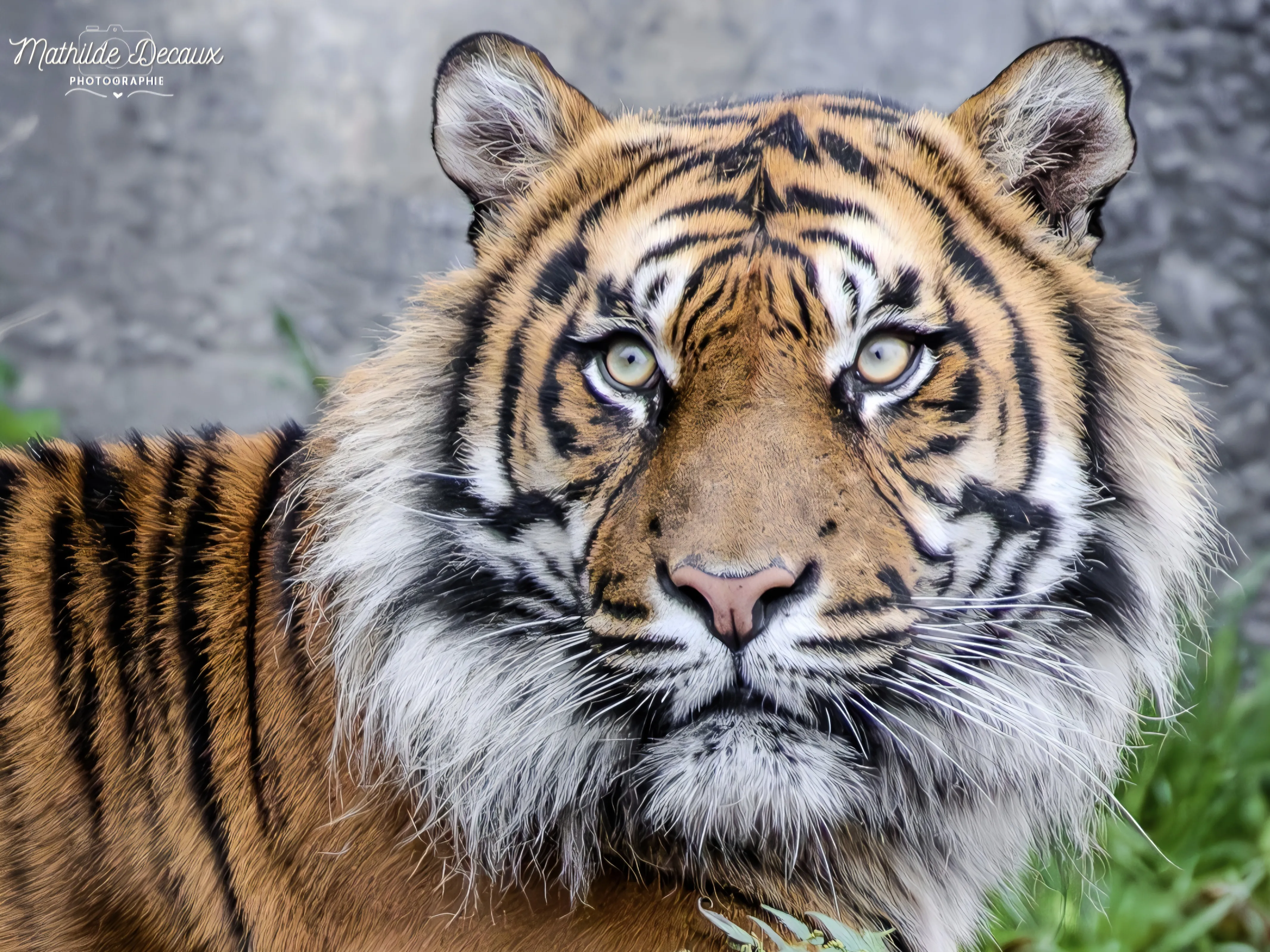 SUR LES TRACES DE PASAÏ